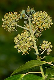 Efeu - Hedera helix