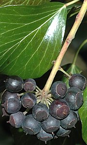 Efeu - Hedera helix