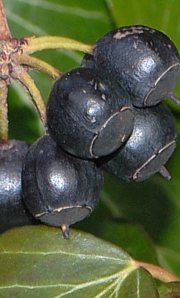 Efeu - Hedera helix