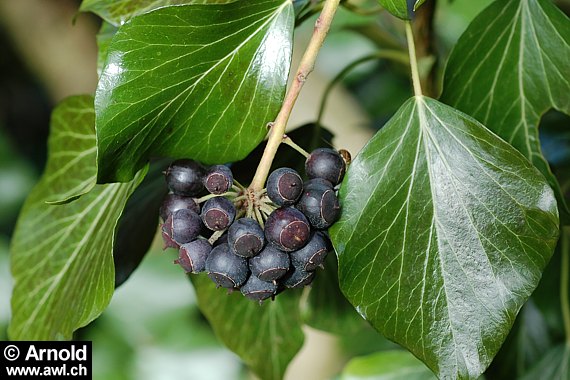 Efeu (Hedera helix) - Blätter und  Beeren