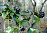 Ganzer Efeuzweig mit Blättern und Beeren