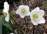 Christrose (Helleborus niger)