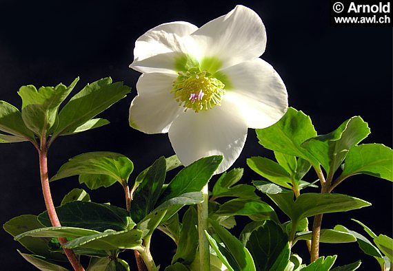 Christrose (Helleborus niger)