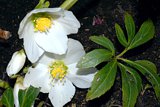 Christrose (Helleborus niger)