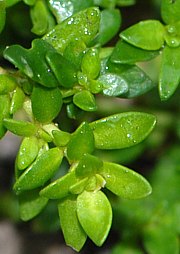 Herniaria glabra - Kahles Bruchktaut