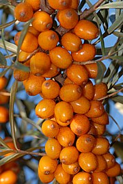 Sanddorn - Hippophae rhamnoides