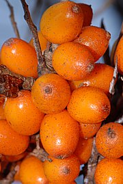 Sanddorn - Hippophae rhamnoides