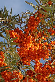 Sanddorn - Hippophae rhamnoides