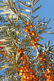 Sanddorn - Hippophae rhamnoides