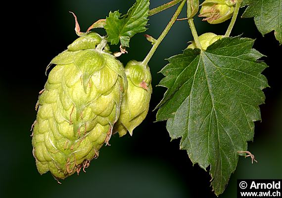 Echter Hopfen (Humulus lupulus) 