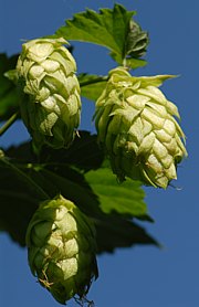 Echter Hopfen - Humulus lupulus