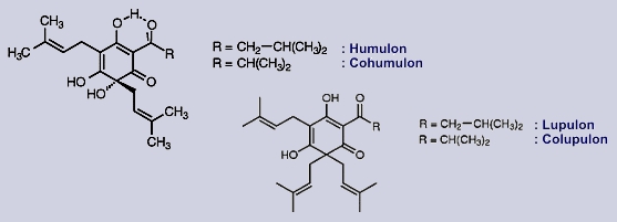 Humulon, Lupulon - Inhaltsstoffe des Hopfens