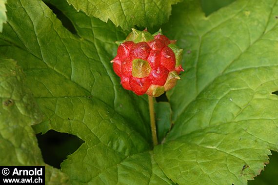 Kanadische Gelbwurz - Hydrastis canadensis