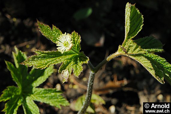 Kanadische Gelbwurz - Hydrastis canadensis