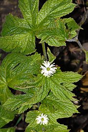 Kanadische Gelbwurz - Hydrastis canadensis