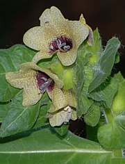 Bilsenkraut mit Blüte