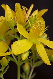 Hypericum perforatum