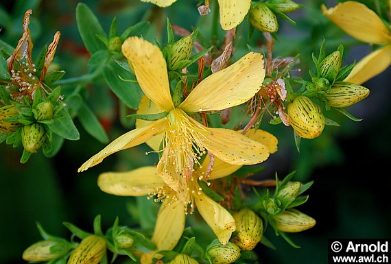 Johanniskraut (Hypericum perforatum)