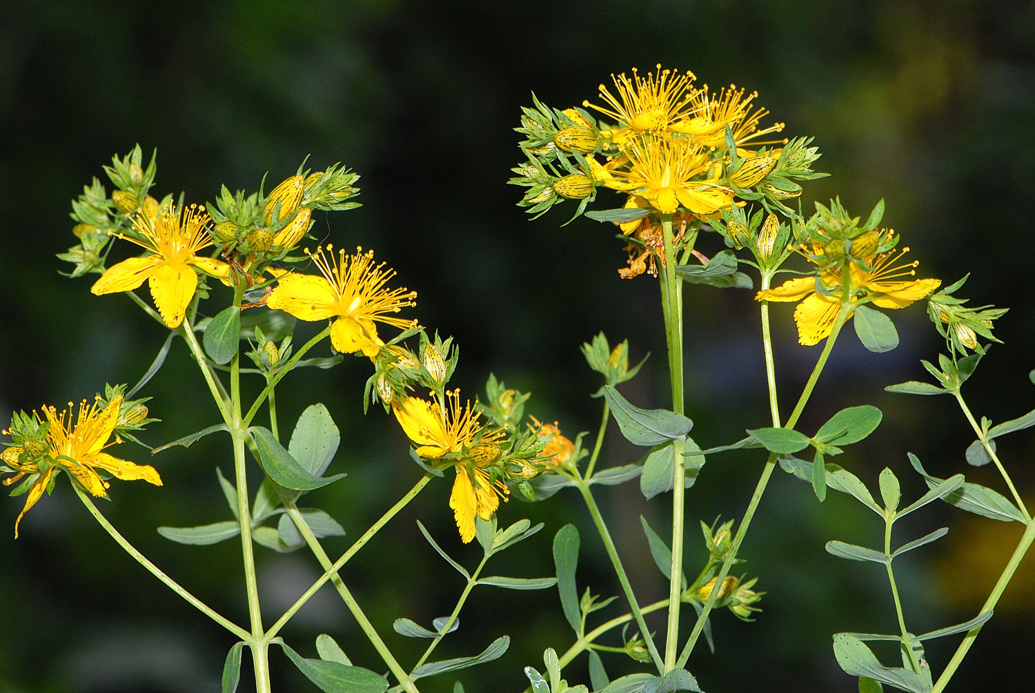 Johanniskraut (Hypericum perforatum) als Heilpflanze - AWL.ch