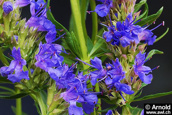 Hyssopus officinalis - Ysopblüte