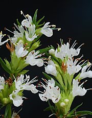 Hyssopus officinalis - Ysop