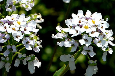 Bittere Schleifenblume (Iberis amara)