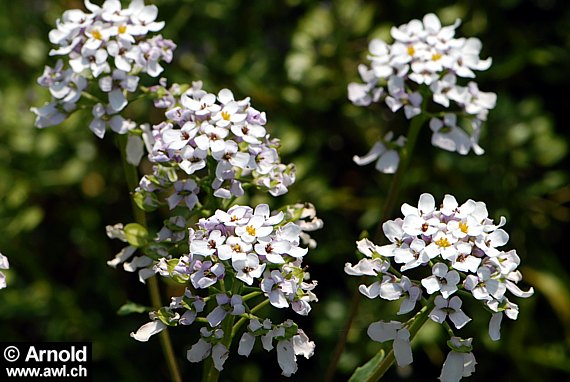 Bittere Schleifenblume