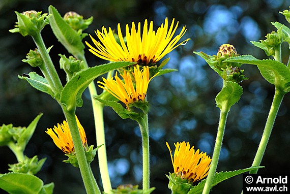 Echter Alant - Inula helenium