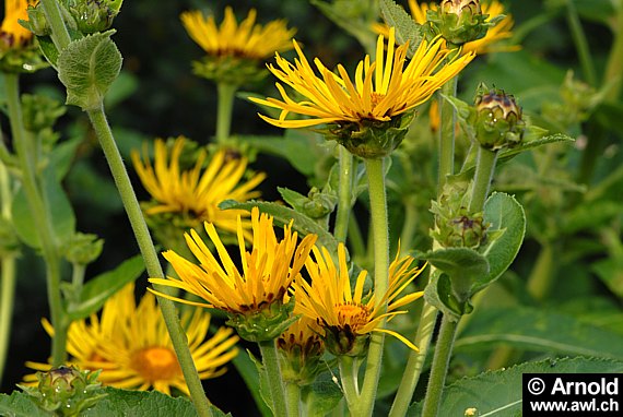 Alant - Inula helenium