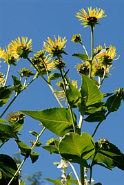 Alant - Inula helenium