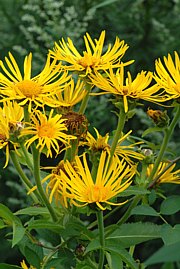 Alant - Inula helenium