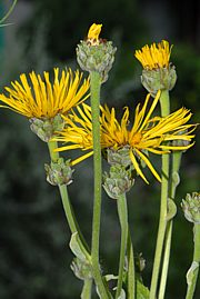 Alant - Inula helenium