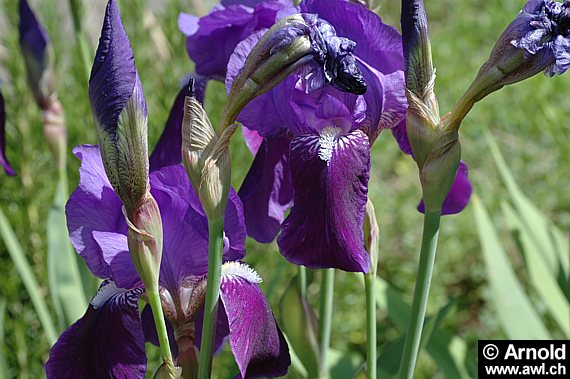 Deutsche Schwertlilie (Iris germanica)