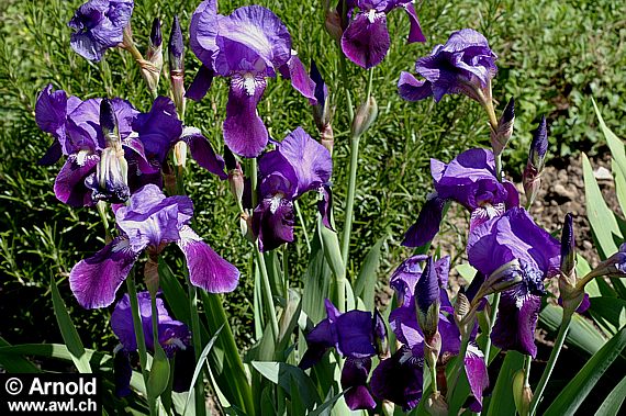 Iris germanica - Deutsche Schwertlilie