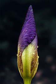 Iris germanica - Deutsche Schwertlilie