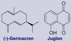 Juglon, Germacren - Inhaltsstoffe der Walnussblätter