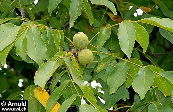 Walnuss, Walnussbaum (Juglans regia)