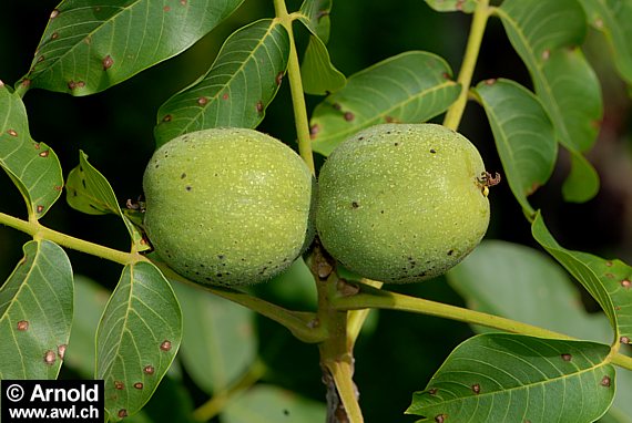 Juglans regia - Walnuss, Walnussbaum