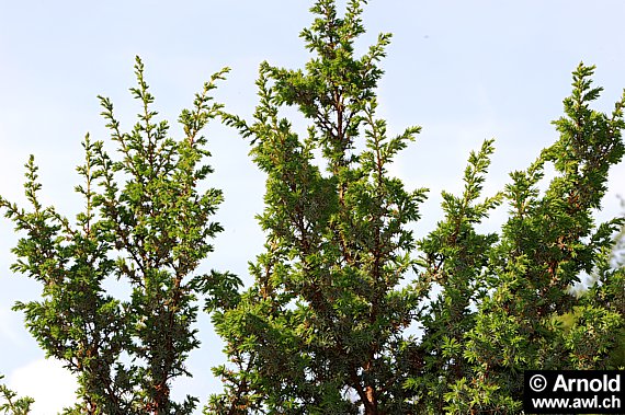Juniperus communis - Wacholder (Habitus)