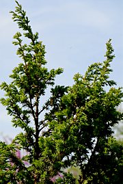 Juniperus communis - Wacholder