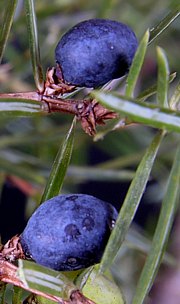 Wacholderbeeren