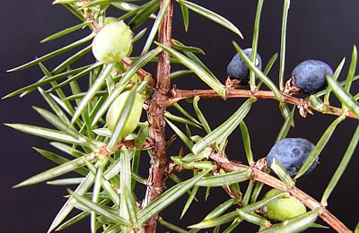 Wacholderpflanze mit Beeren (Juniperus communis)