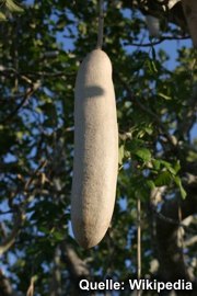Kigelia africana - Leberwurstbaum 