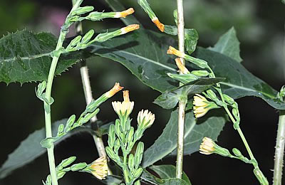 Giftlattich (Lactuca virosa)