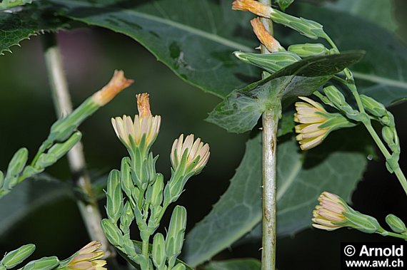Giftlattichpflanzen - Lactuca virosa