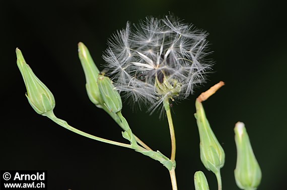 Lactuca virosa - Giftlattich