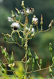 Lactuca virosa - Giftlattich