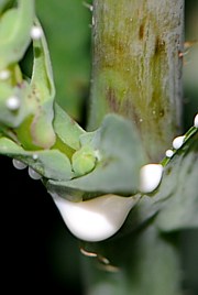 Lactuca virosa - Giftlattich