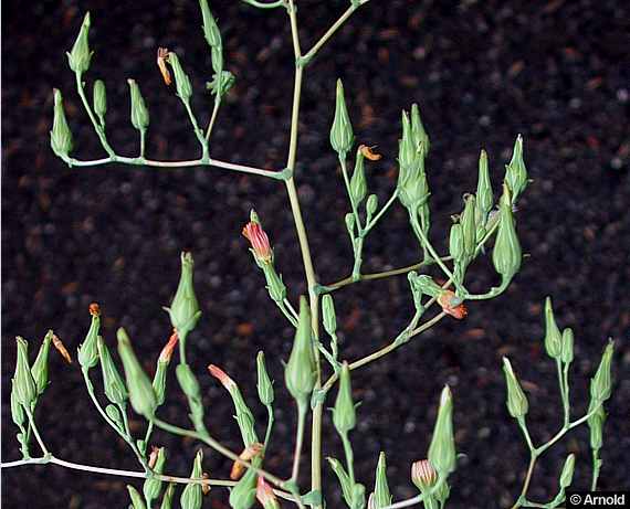 Lactuca virosa - Giftlattich