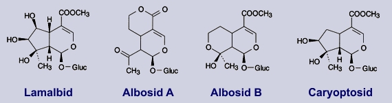 Lamalbid, Albosid, Caryoptosid